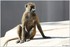 PARC ZOOLOGIQUE DE VINCENNES -