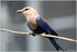 PARC ZOOLOGIQUE DE VINCENNES -