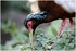 PARC ZOOLOGIQUE DE VINCENNES -