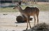 PARC ZOOLOGIQUE DE VINCENNES -