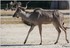 PARC ZOOLOGIQUE DE VINCENNES -