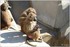 PARC ZOOLOGIQUE DE VINCENNES -