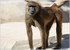 PARC ZOOLOGIQUE DE VINCENNES -