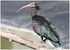 PARC ZOOLOGIQUE DE VINCENNES -