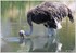 PARC ZOOLOGIQUE DE VINCENNES -