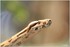 PARC ZOOLOGIQUE DE VINCENNES -