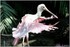 PARC ZOOLOGIQUE DE VINCENNES -