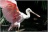 PARC ZOOLOGIQUE DE VINCENNES -