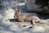 PARC ZOOLOGIQUE DE VINCENNES -