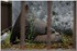17 AVRIL 2016 - PERE LACHAISE