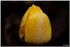 17 AVRIL 2016 - PERE LACHAISE