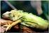 PARC ZOOLOGIQUE DE VINCENNES -