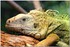 PARC ZOOLOGIQUE DE VINCENNES -
