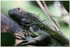 PARC ZOOLOGIQUE DE VINCENNES -