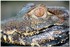 PARC ZOOLOGIQUE DE VINCENNES -