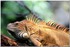 PARC ZOOLOGIQUE DE VINCENNES -