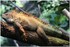 PARC ZOOLOGIQUE DE VINCENNES -