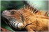 PARC ZOOLOGIQUE DE VINCENNES -
