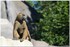 PARC ZOOLOGIQUE DE VINCENNES -
