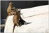 PARC ZOOLOGIQUE DE VINCENNES -