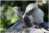 PARC ZOOLOGIQUE DE VINCENNES -