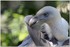 PARC ZOOLOGIQUE DE VINCENNES -