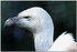 PARC ZOOLOGIQUE DE VINCENNES -