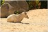 PARC ZOOLOGIQUE DE VINCENNES -