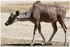 PARC ZOOLOGIQUE DE VINCENNES -
