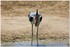 PARC ZOOLOGIQUE DE VINCENNES -