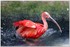 PARC ZOOLOGIQUE DE VINCENNES -