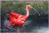 PARC ZOOLOGIQUE DE VINCENNES -