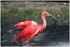 PARC ZOOLOGIQUE DE VINCENNES -
