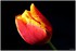 08 AU 10 AVRIL 2017 - FLEURS D