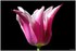 08 AU 10 AVRIL 2017 - FLEURS D