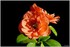 08 AU 10 AVRIL 2017 - FLEURS D