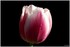 08 AU 10 AVRIL 2017 - FLEURS D
