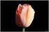 08 AU 10 AVRIL 2017 - FLEURS D