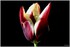 08 AU 10 AVRIL 2017 - FLEURS D