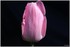 08 AU 10 AVRIL 2017 - FLEURS D