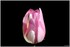 08 AU 10 AVRIL 2017 - FLEURS D