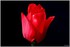 08 AU 10 AVRIL 2017 - FLEURS D