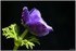 08 AU 10 AVRIL 2017 - FLEURS D