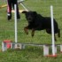 Concours d'agility le 17 mai 2008