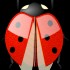 JOLIES COCCINELLES