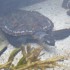 Aquarium de Nouméa