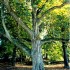 La lecture sous l'arbre.