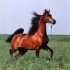 image de chevaux