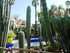 Le jardin Majorelle