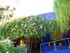 Le jardin Majorelle